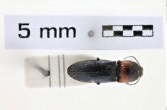 Foto (Dorsalansicht) von Cardiophorus pavesii (Platia & Gudenzi, 2000) (NHMW-ZOO-COL-0007119)